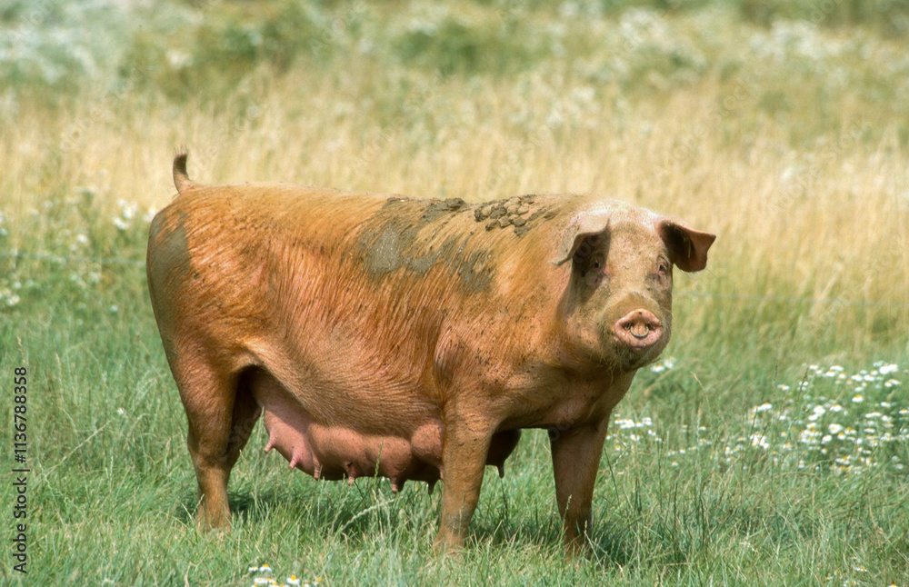 Porc, truie, Cochon, Sus domesticus Porc, truie, Cochon, Sus domesticus