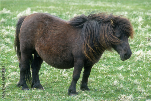 Poney, race Shetland, Equus caballus, Iles Shetland, Grande Bretagne photo