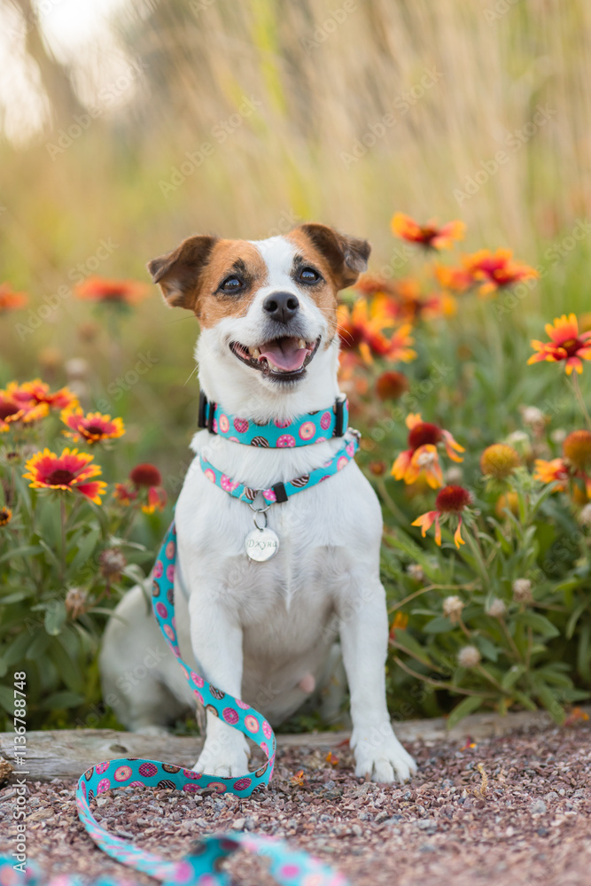 A Jack Russell Terrier dog in a beautiful collar in the park