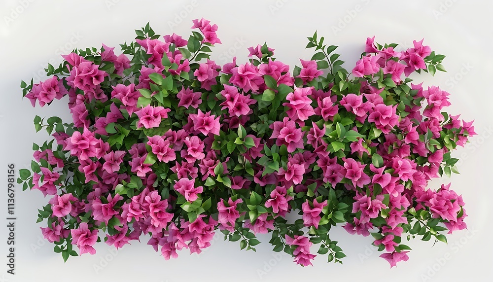 Pink bougainvillea flowers isolated on white background. Top view Pink bougainvillea flowers isolated on white background. Top view