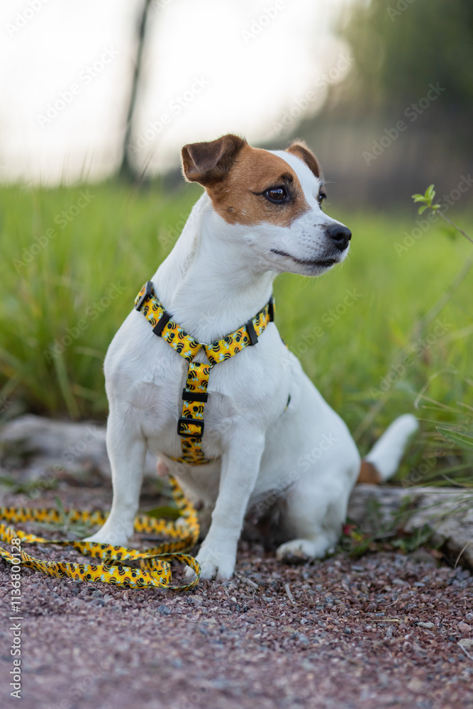 A Jack Russell Terrier dog in a beautiful harness in the park A Jack Russell Terrier dog in a beautiful harness in the park