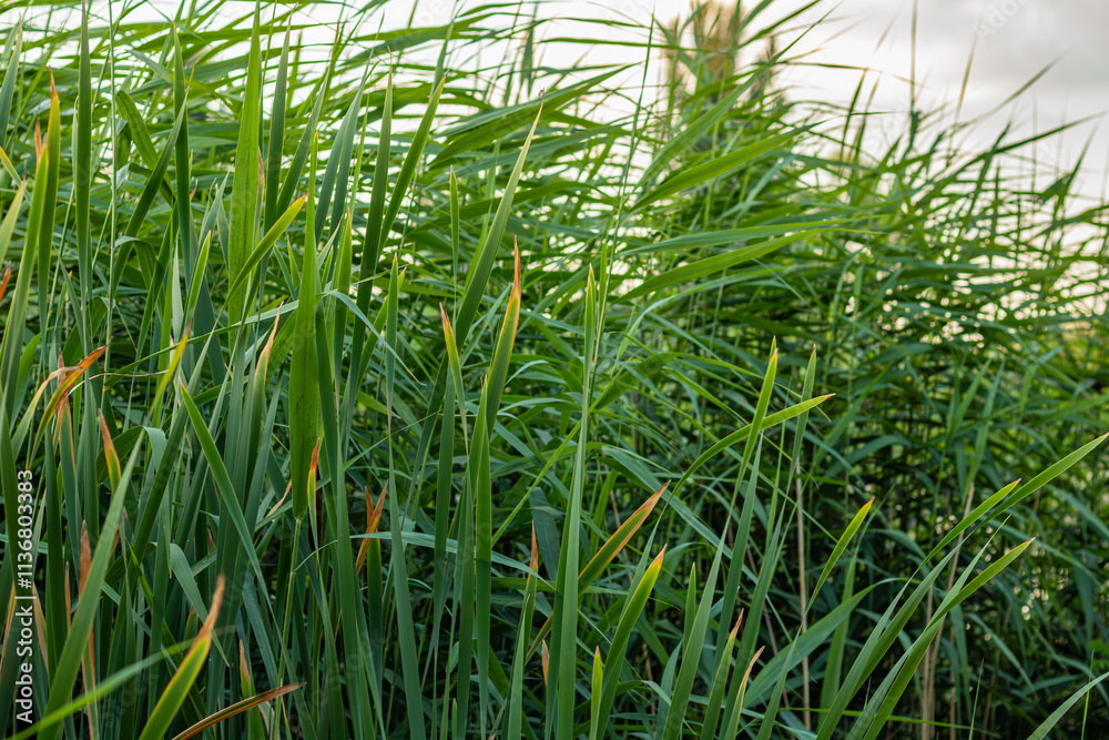Fototapeta premium Dense green reeds with tall stems and pointed leaves swaying gently, creating a vibrant natural background.