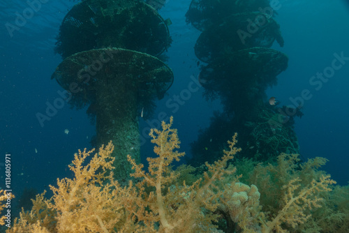 Coral reef and water plants in the Red Sea, Eilat Israel
