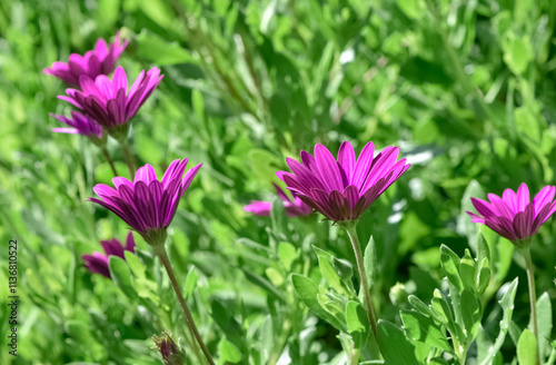 various garden flowers, various daisies