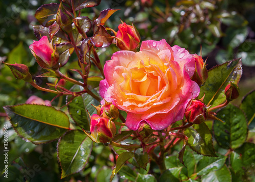 Fototapeta Naklejka Na Ścianę i Meble -  Rose Dekora. Exquisite varieties of roses in the rose garden. Summer landscape