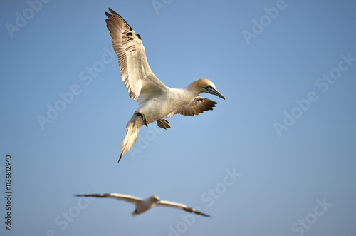 Basstölpel fliegt über Helgoland photo