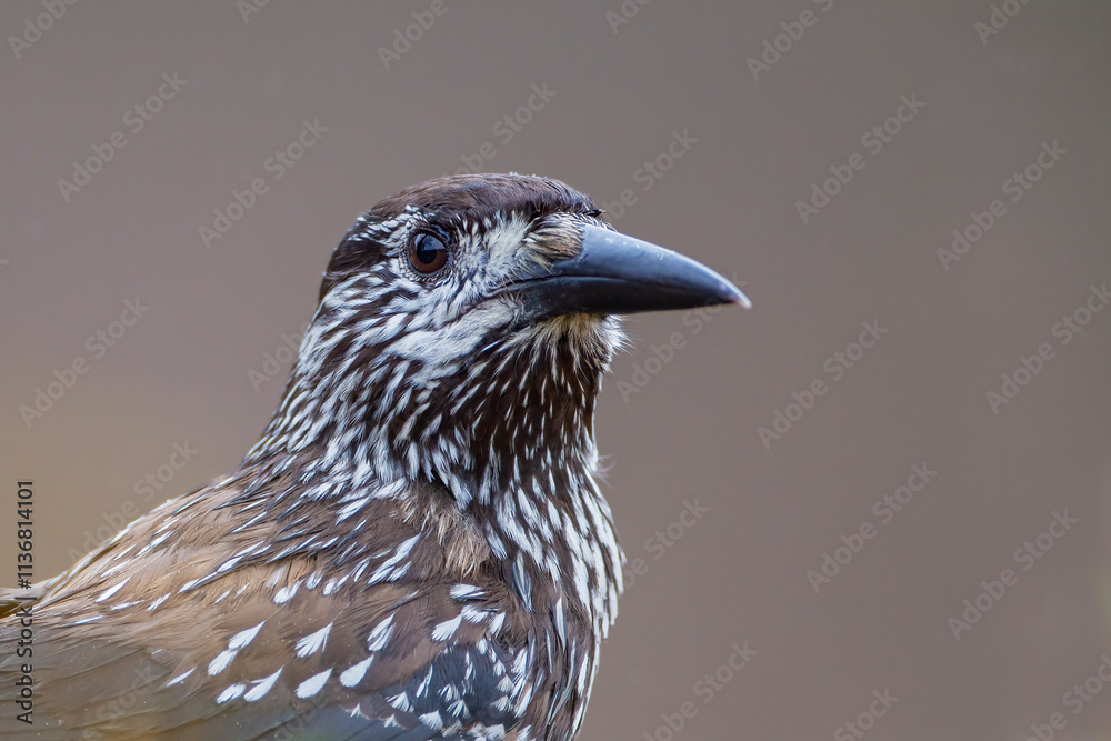 Fototapeta premium Spotted Nutcracker (Nucifraga caryocatactes) in the Netherlands