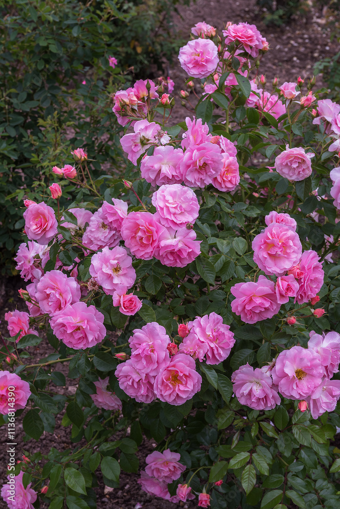 Shrub rose Rosario with flowers of purest light pink and dark contrasting stamens Shrub rose Rosario with flowers of purest light pink and dark contrasting stamens