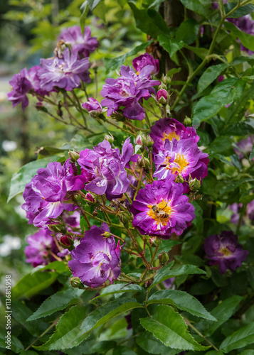 Rose Donau, an intensely fragrant, purple-violet flowering rambler rose with an intense scent