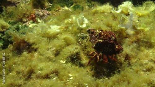 A red hermit crab (Dardanus megistos) moves across a vibrant bed of yellow algae, showcasing its bright shell and dynamic movements. Check my portfolio for more hermit crab footage. photo