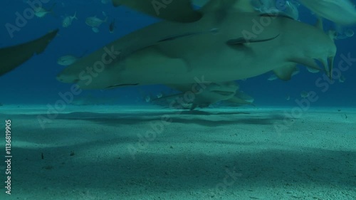 Wallpaper Mural Several tiger sharks (Galeocerdo cuvier) gather at Tiger Beach, Bahamas, attracted by a feeding event. Check my portfolio for more tiger shark footage. Torontodigital.ca