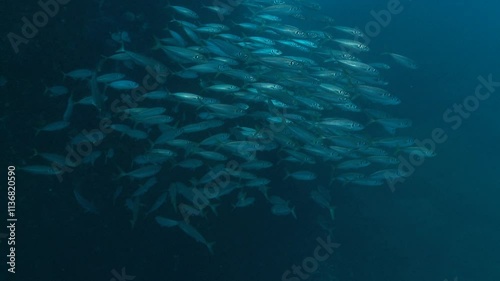 Wallpaper Mural Entering a shimmering school of mackerel, their silver bodies create a mesmerizing dance around the camera, showcasing synchronized movement and vibrant marine life.  Torontodigital.ca