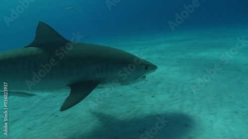 Wallpaper Mural A tiger shark (Galeocerdo cuvier) swims gracefully over the sandy seabed, accompanied by a remora clinging under its belly, showcasing their mutualistic relationship.  Torontodigital.ca