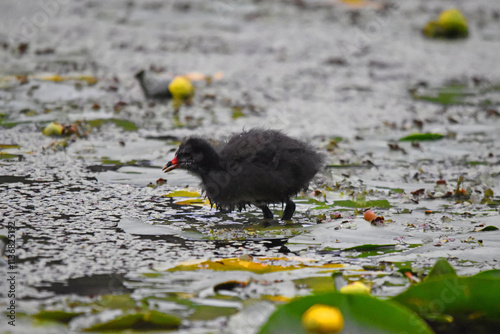 A young water hen by the pond