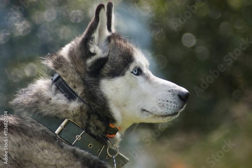 Husky with blue eyes.