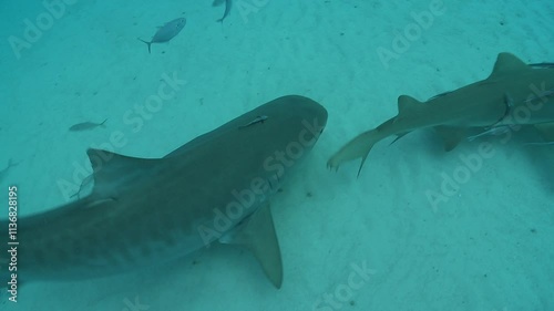 Several tiger sharks (Galeocerdo cuvier) and lemon sharks (Negaprion brevirostris) gather above the sandy bottom in a blue lagoon, attracted by a feeding event.  photo