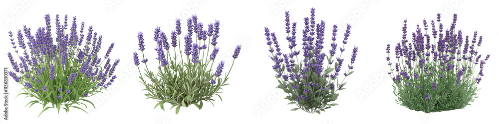 set of lavender plant , on a transparent background
set of lavender plant , on a transparent background