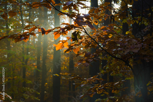 Jasne jesienne światło promienie prześwitujące przez drzewa przez gałąź i przez liście w złotym żółtym lesie