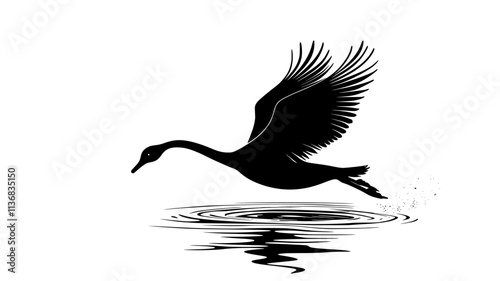 Swan taking off from the water surface with wings fully extended, Animal Illustration
