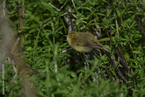 Common chiffchaff bird (Phylloscopus collybita ) photo
