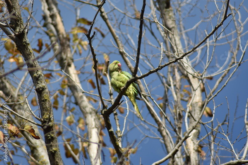 Obraz na płótnie Rose-ringed parakeet bird 