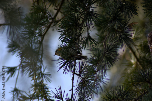 A restless goldcrest bird (Regulus regulus) among the branches of a fir tree