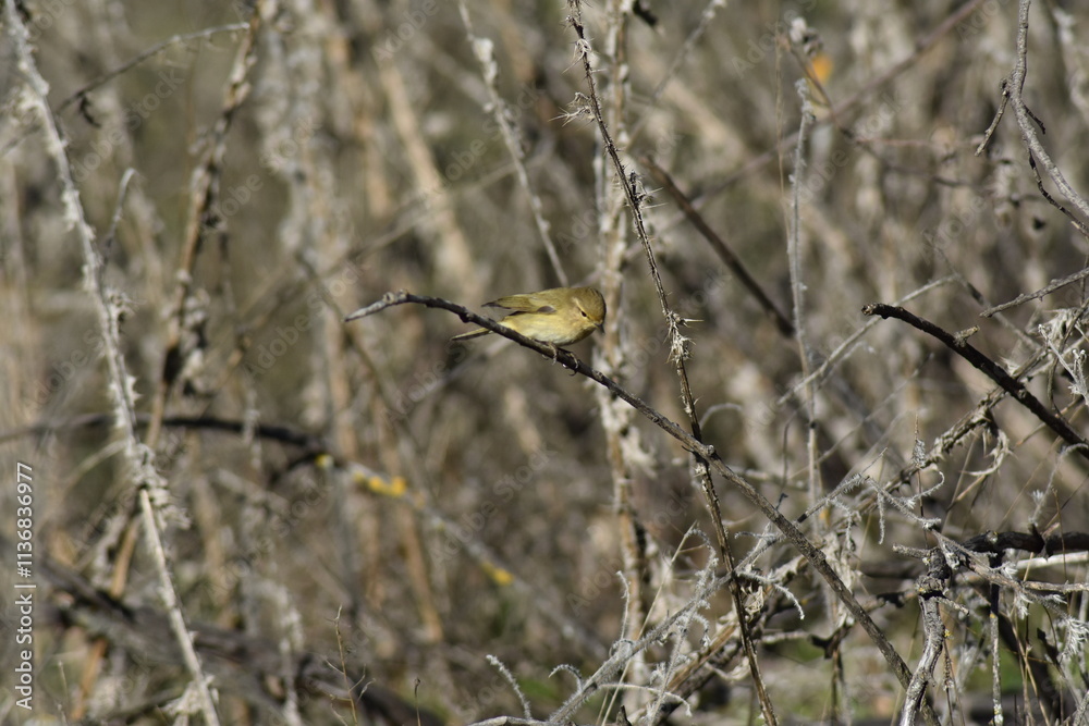 Common chiffchaff bird (Phylloscopus collybita ) Common chiffchaff bird (Phylloscopus collybita )