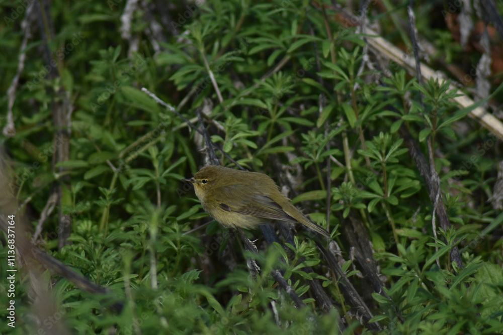 Common chiffchaff bird (Phylloscopus collybita ) Common chiffchaff bird (Phylloscopus collybita )