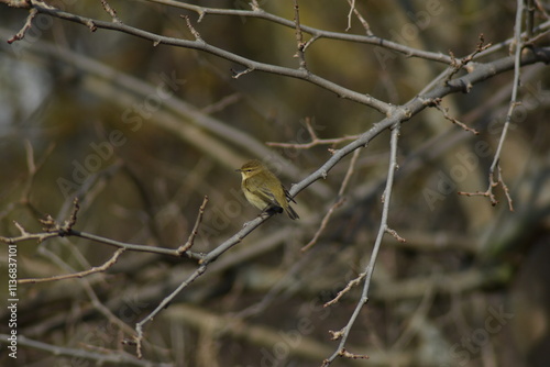 Common chiffchaff bird (Phylloscopus collybita ) photo