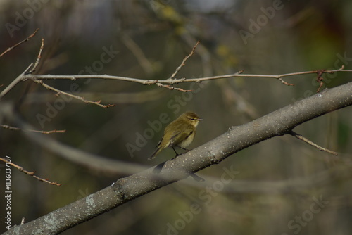Wallpaper Mural Common chiffchaff bird (Phylloscopus collybita ) Torontodigital.ca
