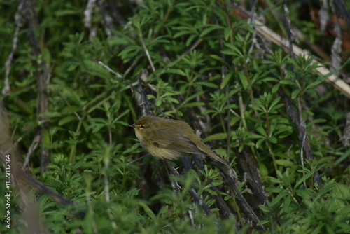 Common chiffchaff bird (Phylloscopus collybita ) photo