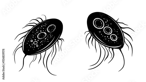 Internal structure of a Giardia organism, highlighting its two nuclei and adhesive disk, Animal Vector Graphic