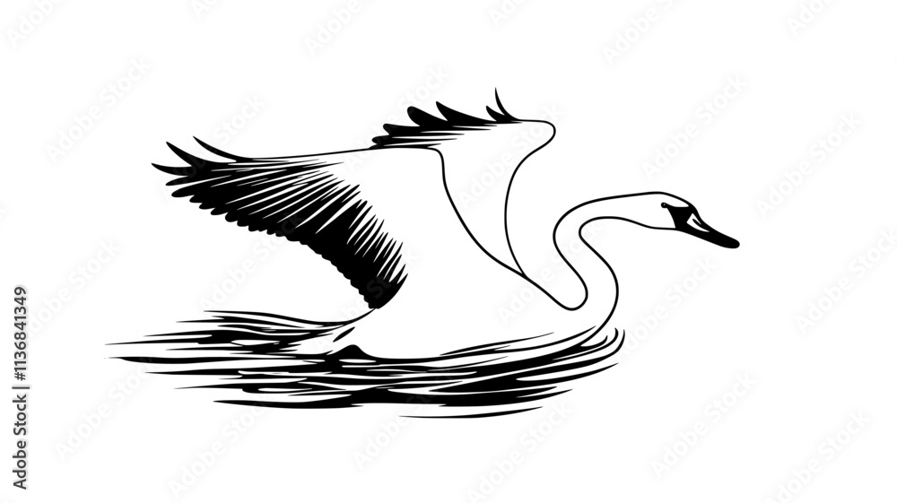 Fototapeta premium Trumpeter swan taking flight from water surface, Animal Digital Art
