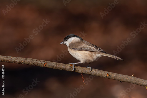 Obraz na płótnie very tiny delicate bird on a single branch, Marsh Tit, Poecile palustris w salonie