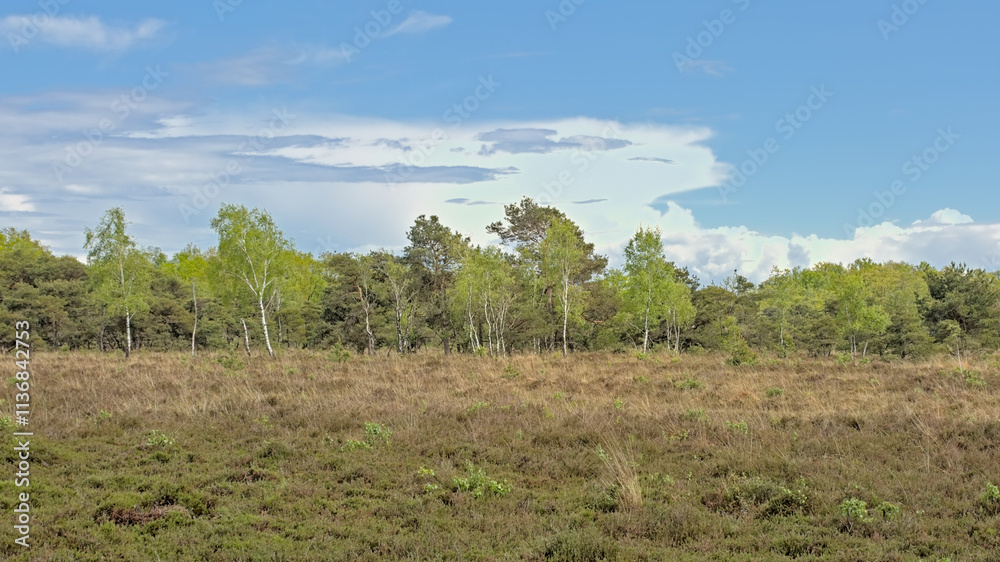 Heat with fresh green spring trees in Turnhoutse Vennen nature reserve, Turnhout, Flanders, Belgium. high angle view Heat with fresh green spring trees in Turnhoutse Vennen nature reserve, Turnhout, Flanders, Belgium. high angle view
