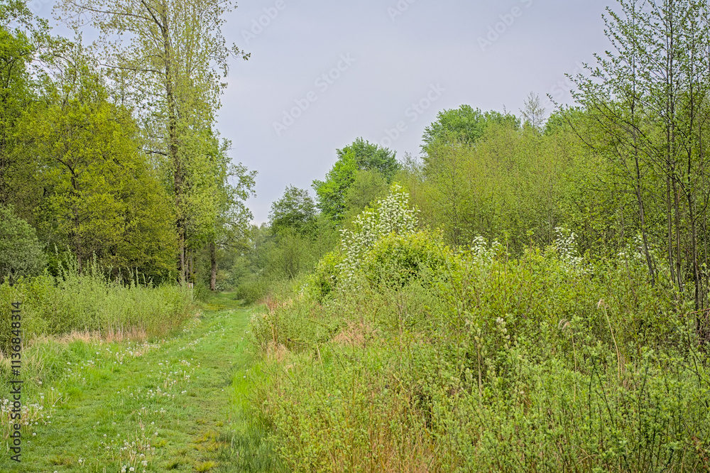 Lush green spring forest wilderness under a cloudy sky in Turnhoutse Vennen nature reserve, Turnhout, Flanders, Belgium. high angle view Lush green spring forest wilderness under a cloudy sky in Turnhoutse Vennen nature reserve, Turnhout, Flanders, Belgium. high angle view
