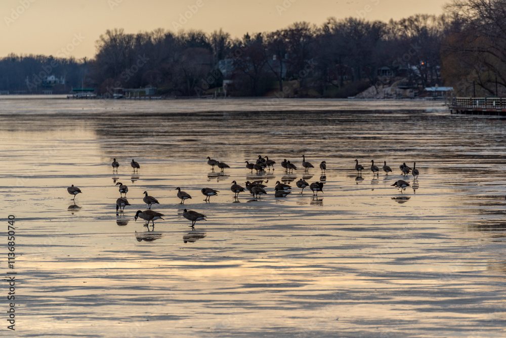 Flocks Of Canada Geese Gathered On A Partially Frozen Fox River At Sunset In Early December In De Pere, Wisconsin