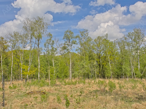 Heat with fresh green spring trees in Turnhoutse Vennen nature reserve, Turnhout, Flanders, Belgium. high angle view 