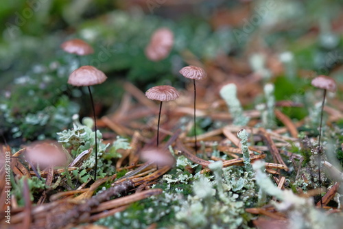 Small mushrooms in a meadow among pine needles. photo