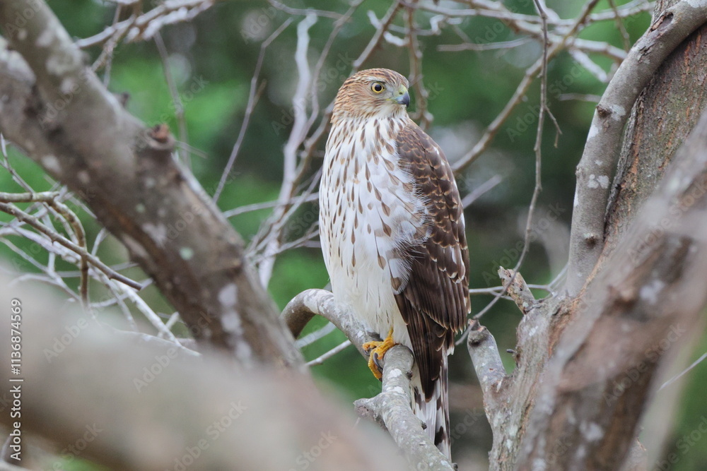 Red shouldered hawk perched in tree against blurry background. Red shouldered hawk perched in tree against blurry background.