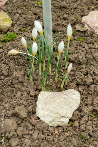 Crocus Hadriaticus plant in Saint Gallen in Switzerland photo