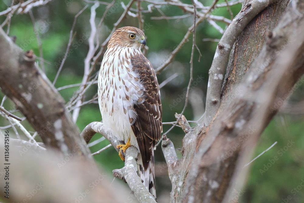 Red shouldered hawk perched in tree against blurry background. Red shouldered hawk perched in tree against blurry background.