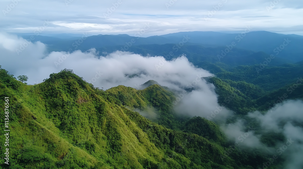 Highaltitude cloud forest with unique flora and misty atmosphere, Biological environment, rare ecosystem Highaltitude cloud forest with unique flora and misty atmosphere, Biological environment, rare ecosystem