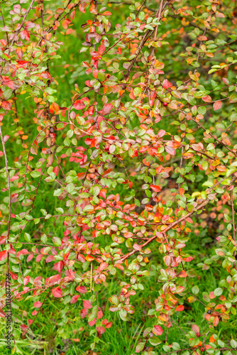 Spreading cotoneaster or Cotoneaster Divaricatus plant in Saint Gallen in Switzerland photo