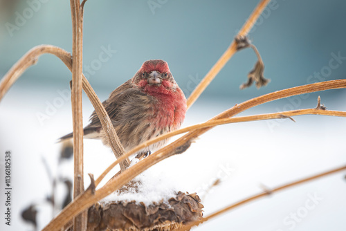 Sparrow 3 photo