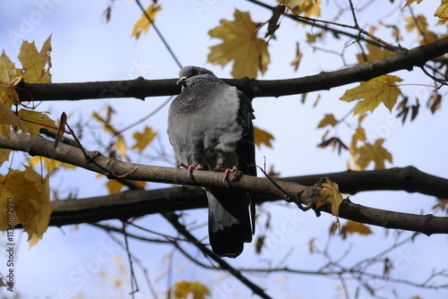 dove on the branch of tree