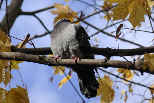 dove on the branch
