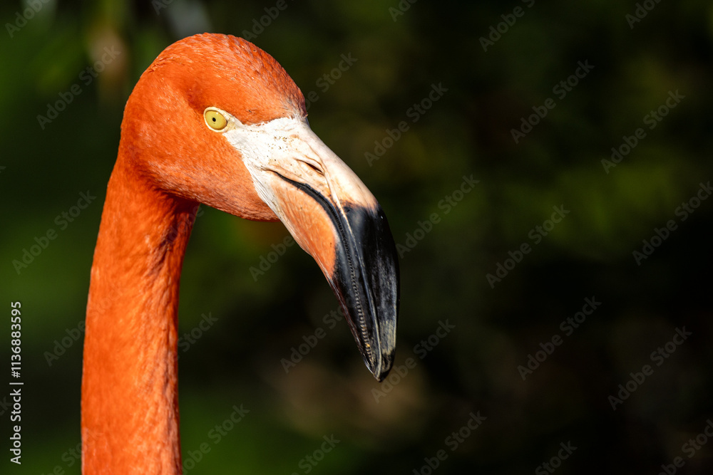 Fototapeta premium American Flamingo (Phoenicopterus ruber), found in Caribbean, Central/South America, and Galápagos.