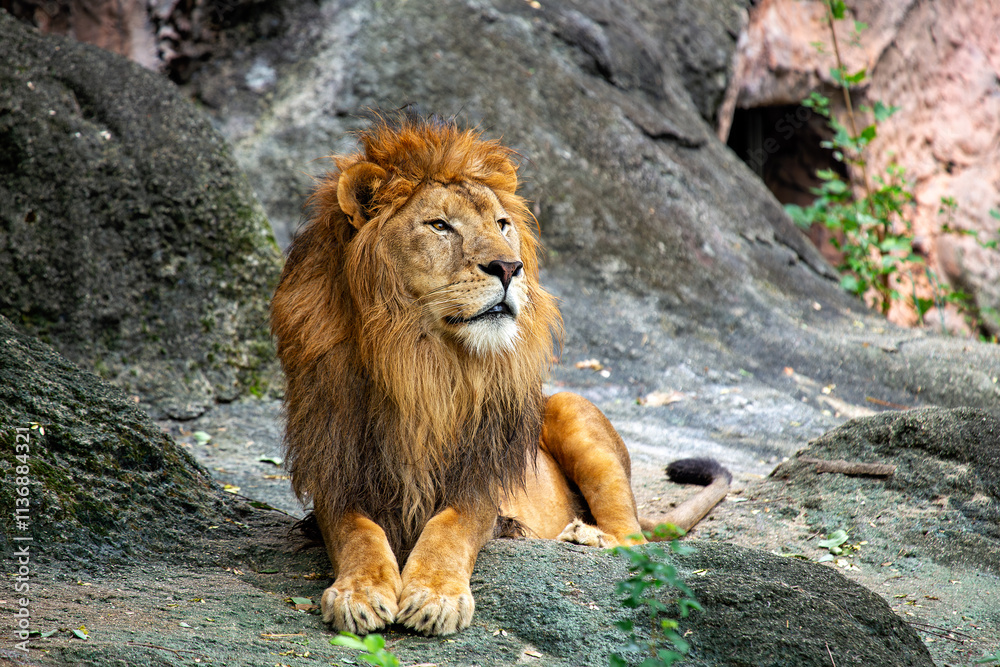 Naklejka premium African Lion (Panthera leo), found in sub-Saharan Africa, including savannahs and grasslands.