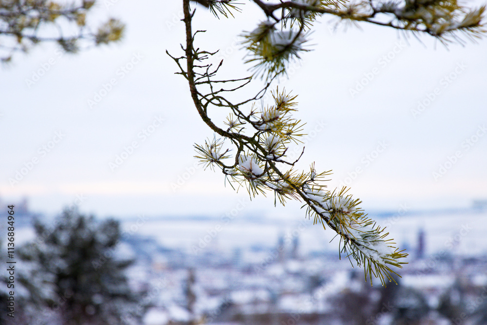 Close-up of snow covered pine branch with green needles in a serene winter landscape, with a blurred distant view. Cloudy sky and distant town landscape on a blurred background. Copy space Close-up of snow covered pine branch with green needles in a serene winter landscape, with a blurred distant view. Cloudy sky and distant town landscape on a blurred background. Copy space